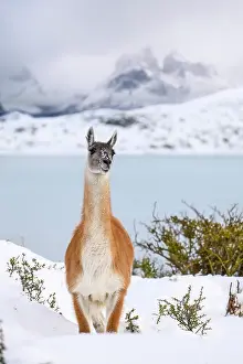 Chile Prints: Guanaco (Lama guanicoe) portrait