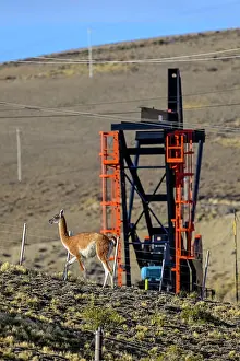 Chubut Prints: Guanaco (Lama guanicoe) standing on scrubland with oil extraction facilities in the background
