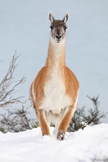 Chile Prints: Guanaco (Lama guanicoe) standing in snow on the shore of Lago Pehoe