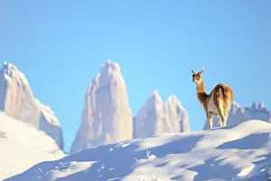 Chile Prints: Guanaco (Lama guanicoe) syanding in deep snow