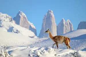 Chile Prints: Guanaco (Lama guanicoe) walking in deep snow