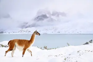 Chile Prints: Guanaco (Lama guanicoe) walking along snow-covered shore of Lago Pehoe
