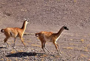 Chile Prints: Two Guanacos (Lama guanicoe cacsilensis) running, Atacama desert, Chile