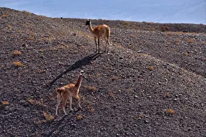 Chile Prints: Two Guanacos (Lama guanicoe cacsilensis) walking over desert landscape