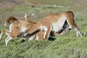Nick Garbutt Gallery: Guanacos (Lama guanicoe), two males fighting, trying to over power opponent and bite