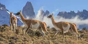 Camelid Prints: Three Guanacos (Lama guanicoe) running over hillside in front of the Towers granite rock formation and low cloud