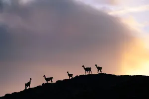 Camelid Prints: Guanacos (Lama guanicoe), five silhouetted on slope in evening