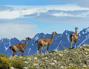 Summit Prints: Three Guanacos (Lama guanicoe) standing on mountain top with the mountains of Argentinian Patagonia in background