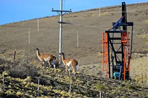 Chubut Prints: Two Guanacos (Lama guanicoe) standing on scrubland with oil extraction facilities in the background