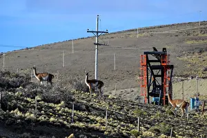 Chubut Prints: Three Guanacos (Lama guanicoe) standing on scrubland with oil extraction facilities in the background