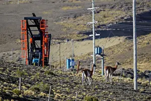 Chubut Prints: Two Guanacos (Lama guanicoe) standing on scrubland with oil extraction facilities in the background