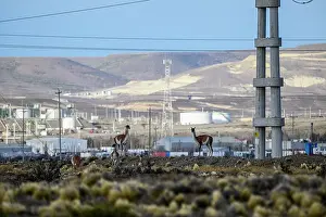 Chubut Prints: Three Guanacos (Lama guanicoe) standing on scrubland with oil extraction facilities in the background