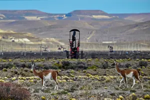 Chubut Prints: Two Guanacos (Lama guanicoe) walking on scrubland with oil extraction facilities in the background