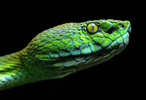 Bothriechis Prints: Guatemalan palm pit viper (Bothriechis bicolor) head portrait, Atitlan Volcano, Guatemala