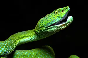 Bothriechis Prints: Guatemalan palm pit viper (Bothriechis bicolor) portrait, Atitlan Volcano, Guatemala