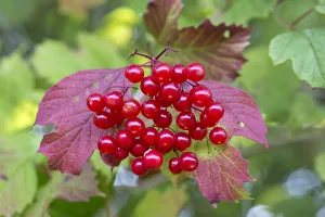 Guelder rose / Crampbark (Viburnum opulus) berries, Strumpshaw Fen, Norfolk, UK, September