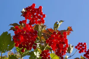 Dipsacales Prints: Guelder rose / Crampbark (Viburnum opulus) Strumpshaw Fen, Cambridgeshire, UK. September