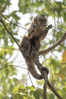 Guianan brown capuchin (Sapajus apella) chewing on branch, Pampas del Yacuma Protected Area