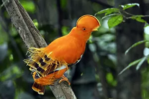 Orange Gallery: Guianan Cock-of-the-rock (Rupicola rupicola), during courtship display, Guianan Shield
