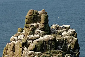 Common Murre Prints: Guillemot (Uria aalge) breeding colony perched on Armed Knight rock stack