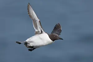 Varanger Prints: Guillemot (Uria aalge) in flight, Varanger, Norway. July