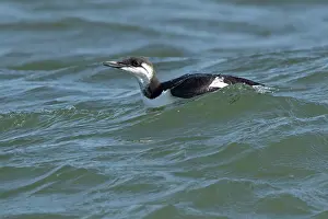 Winter Plumage Prints: Guillemot (Uria aalge) winter plumage, on water, Norfolk, England, UK. October