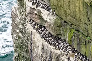 Elevated View Prints: Guillemots (Uria aalge) colony perched on cliff ledge