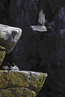 Pal Hermansen Prints: Guillemots (Uria aalge) one in flight, two sitting on rock, Saltee Islands, County Wexford