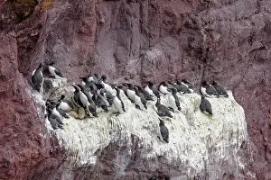 Seabird Prints: Guillemots (Uria aalge) nesting colony on cliff face