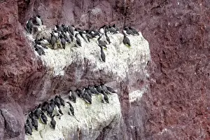 Seabird Prints: Guillemots (Uria aalge) nesting colony on cliff face