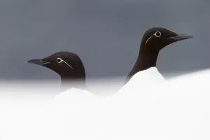 Purpose Prints: Two Guillemots (Uria aalge), Vardo, Norway, March