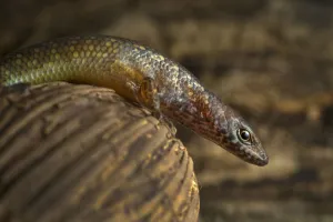 Guinea lidless skink (Panaspis africanus) Principe Island, UNESCO Biosphere Reserve