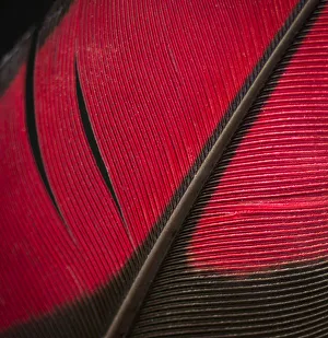 Textured Prints: Guinea Turaco (Tauraco persa) wing feather against black background