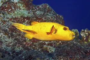 Oceania Prints: Guineafowl puffer (Arothron meleagris) yellow colour variation