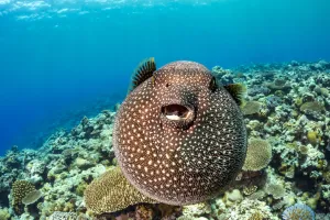 Wa Ab Prints: Guineafowl puffer fish (Arothron meleagris) inflated, displaying defensive behaviour over