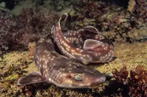 Gulf catshark (Asymbolus vincenti) resting on the seabed, South Australia, Pacific Ocean