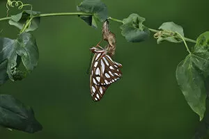 Gulf fritillary butterfly (Agraulis vanillae) expanding wings after emerging from chrysalis