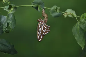 Heliconian Prints: Gulf fritillary butterfly (Agraulis vanillae) expanding wings after emerging from chrysalis