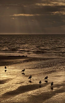 Shadows Collection: Gulls on the beach at sunset, The Wash, Hunstanton, Norfolk, UK, September 2011