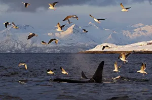 Whales Collection: Gulls flying above two Killer whales / Orcas (Orcinus orca) surfacing, Tysfjord, Norway