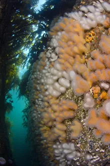 Cnidarians Prints: A gully lined with the soft coral Dead mans fingers (Alcyonium digitatum) growing