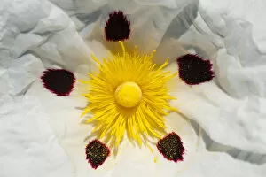 Gum rockrose (Cistus ladanifer) close-up of flower, Sierra de Andjar Natural Park