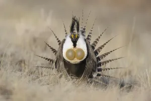 North American Bird Prints: Gunnison sage-grouse (Centrocercus minimus) male displaying at a lek
