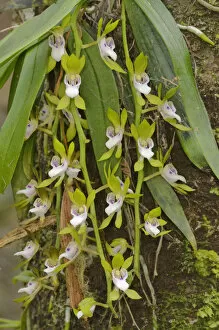 Gunns tree orchid (Sarcochilus australis). Tasmania, Australia. November