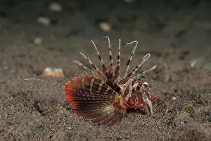 Scorpionfish Prints: Gurnard lionfish (Parapterois heterura) on the seabed