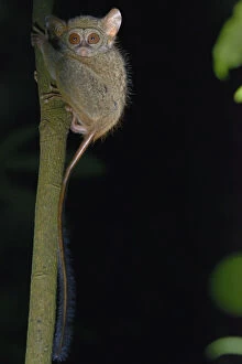 2019 January Highlights Gallery: Gurskys spectral tarsier (Tarsius spectrumgurskyae) North Sulawesi