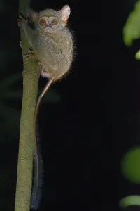 Gurskys spectral tarsier (Tarsius spectrumgurskyae) North Sulawesi