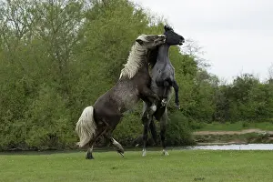 Play Fights Prints: Gypsy vanner colts playfighting on flood plain