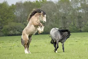 Play Fights Prints: Gypsy vanner colts playfighting on flood plain