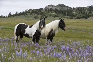 Horses & Ponies Gallery: Two Gypsy vanner geldings in wildflower pastures, Wyoming, USA. June 2014